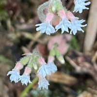 Cheirostylis flabellata (A.Rich.) Wight